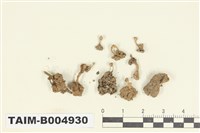 藏品(羊角衣)的圖片